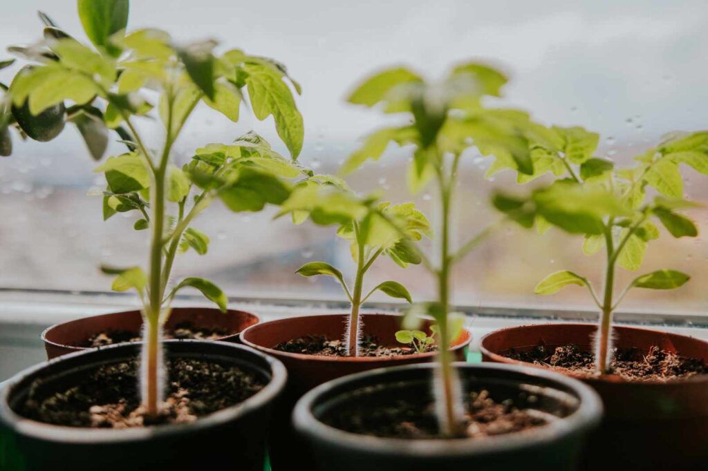 Kartoffelanbau im Topf