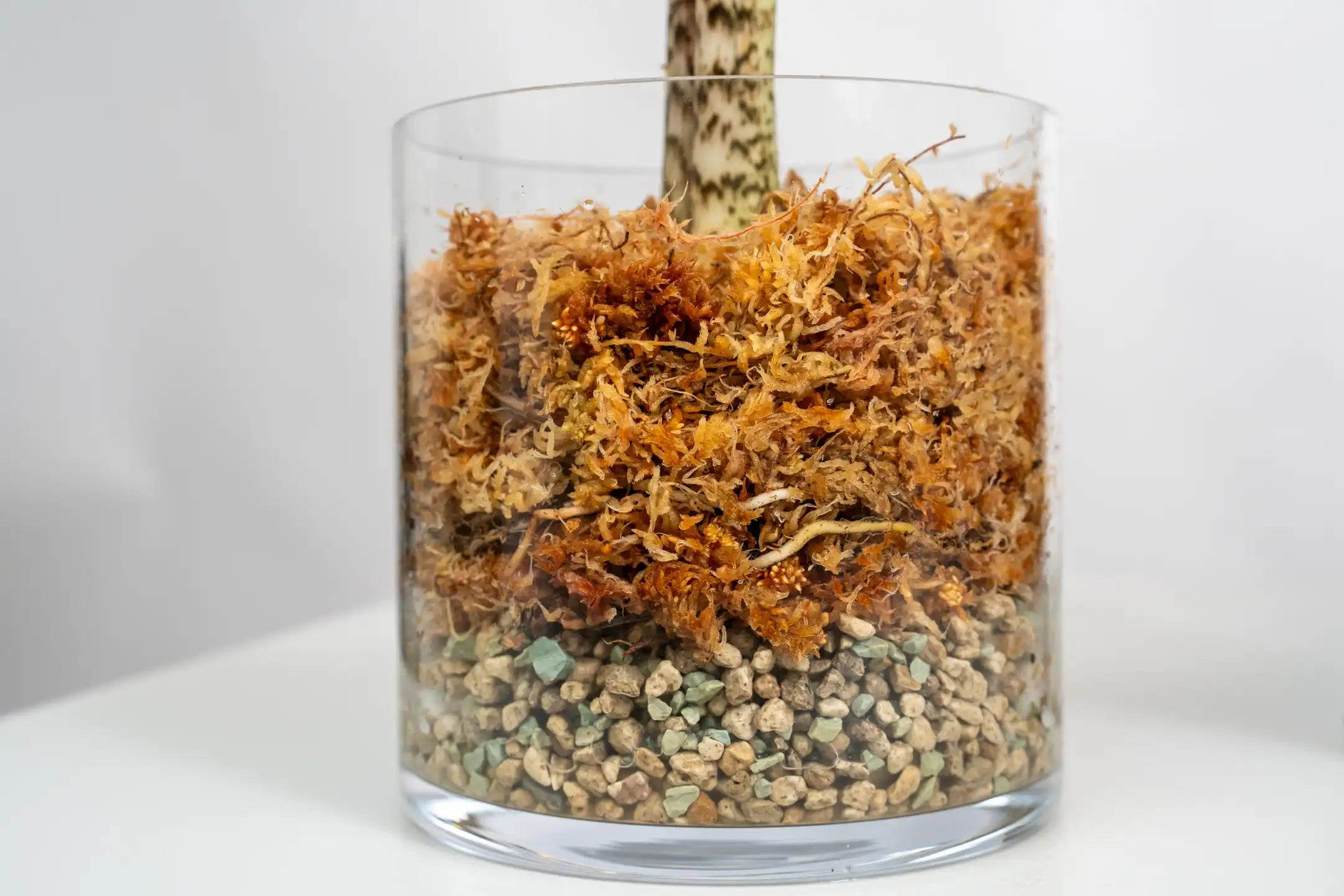 Sphagnum Moos