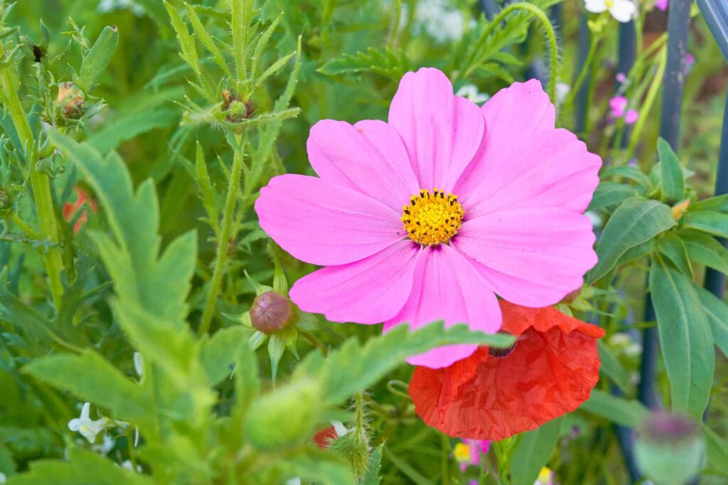 Honigtraum Blumenwiese aussäen