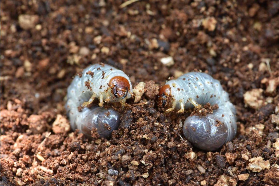 Engerlinge Raupe Wissenswertes zu den aktuellen Themen im Garten - Terre Suisse – Terre ...