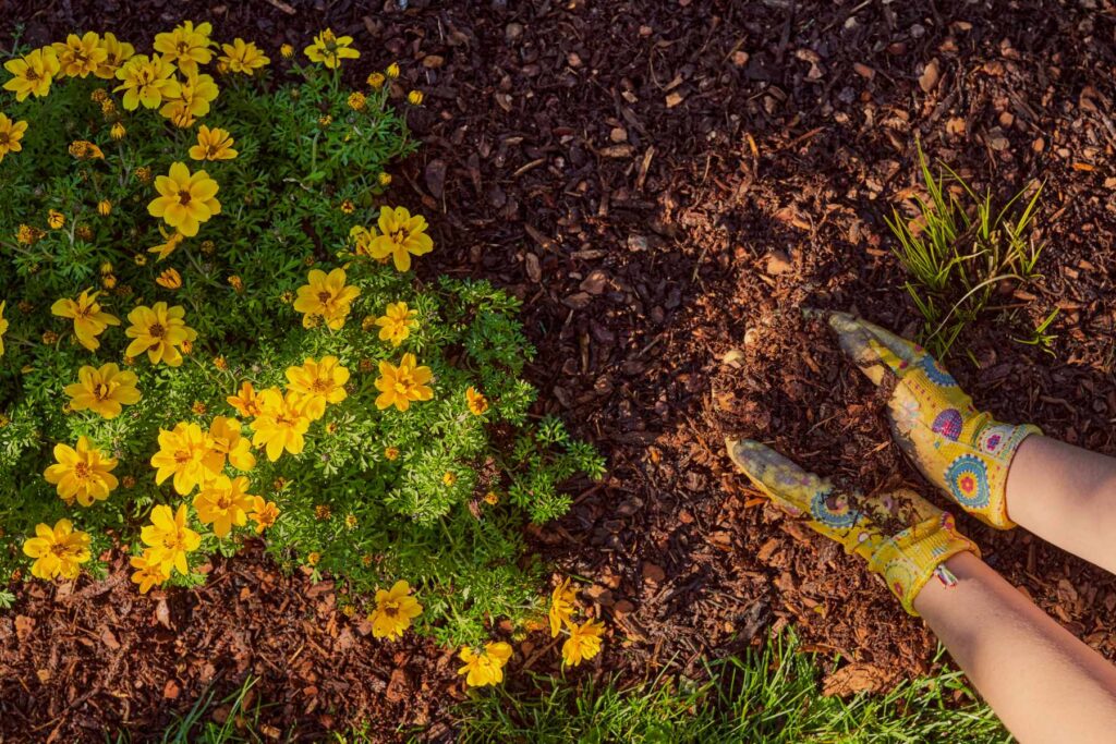 Winterschutz mit Rindenmulch