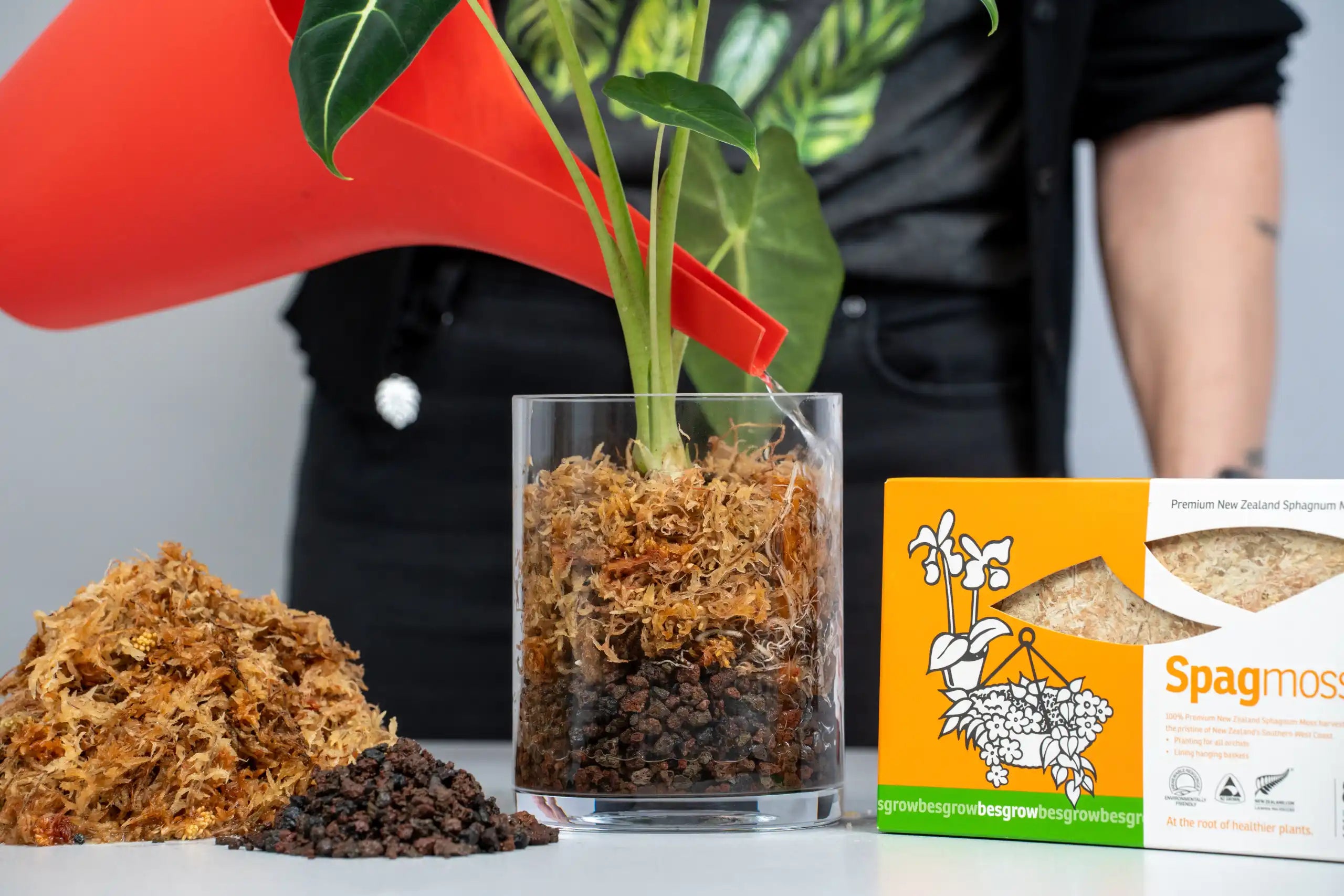 Sphagnum Moos