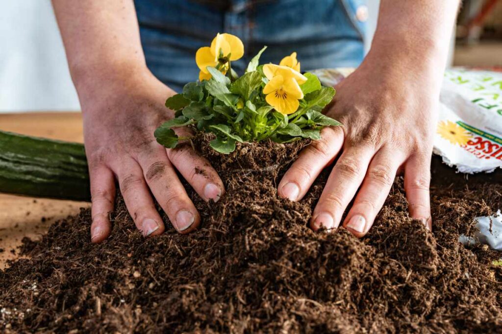 Zimmerpflanzen umtopfen