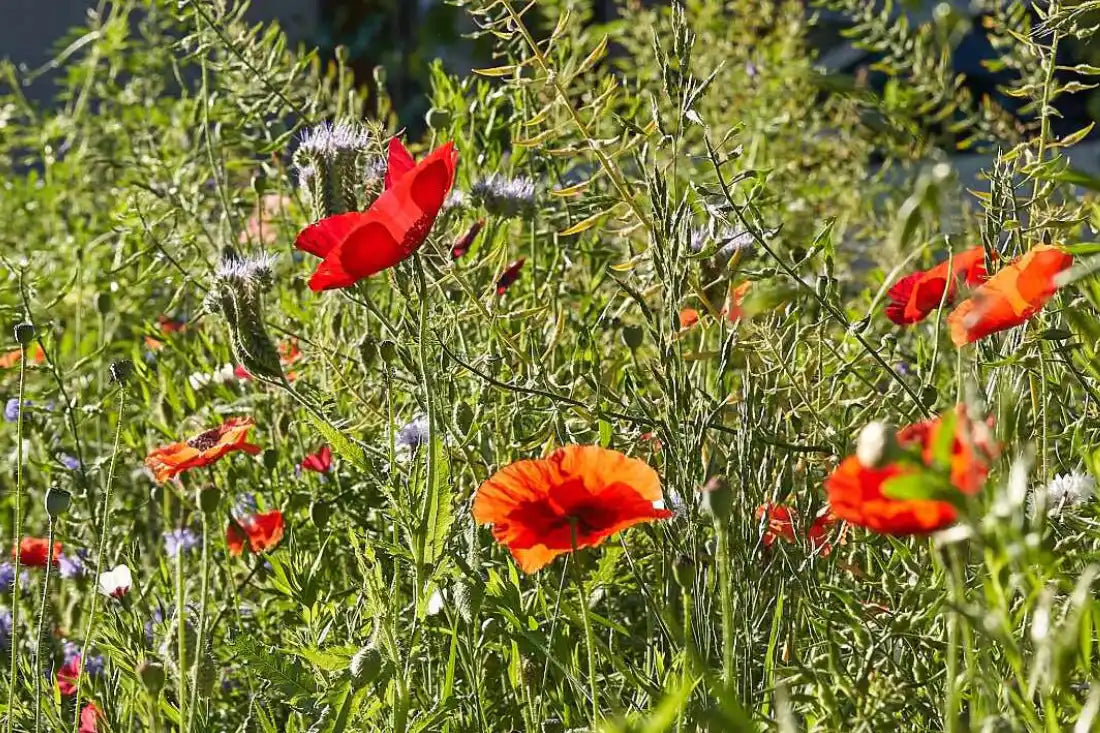 Voll-Mohn-Blumenwiese aussäen