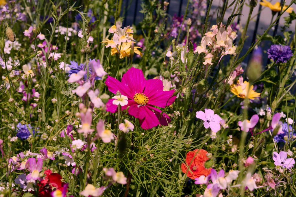 Bienen-Bar Blumenwiese aussäen