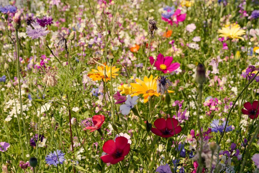 Blumenwiese aussäen