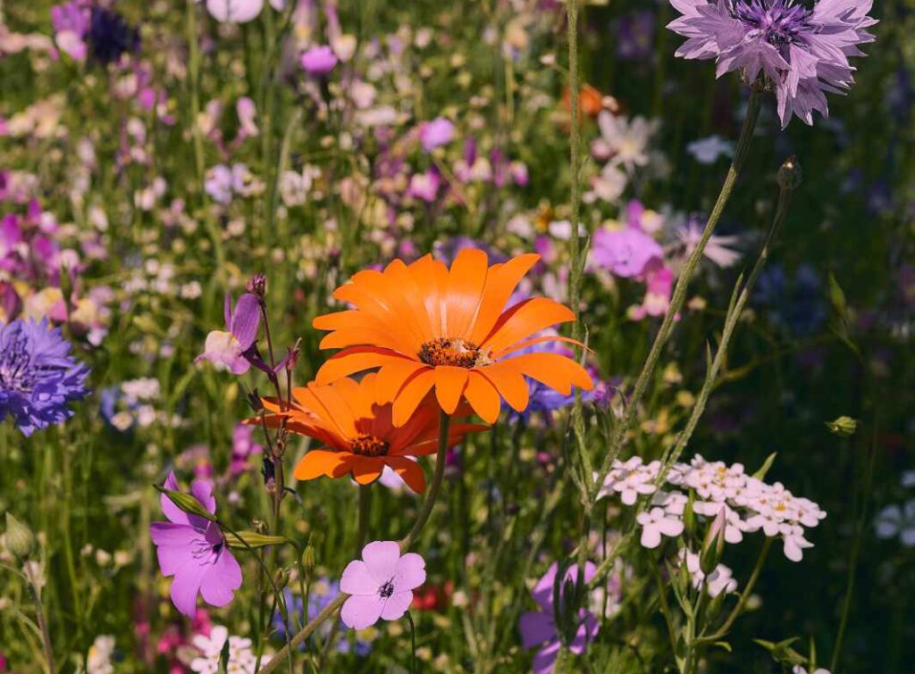 Oma’s Blumenwiese aussäen