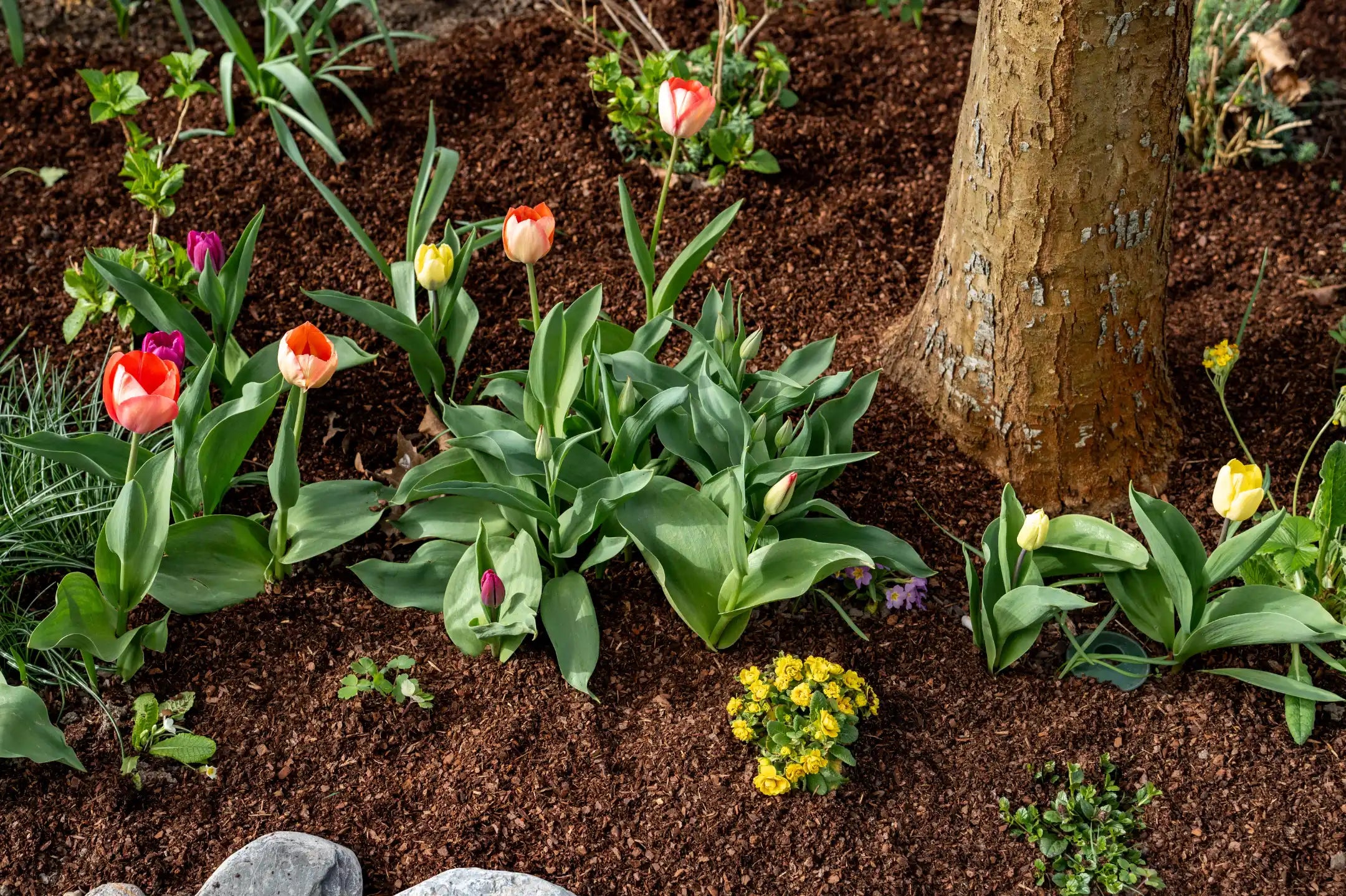 Abdeckmaterial & Rindenmulch kaufen | Schweiz | Terre Suisse – Terre ...