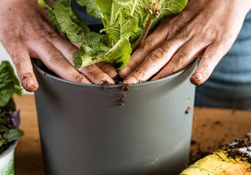 Blog Zimmerpflanzen umtopfen