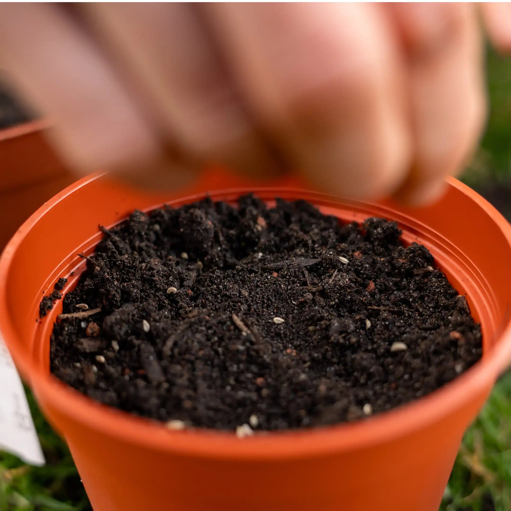 Miscela di semi per erbe aromatiche 