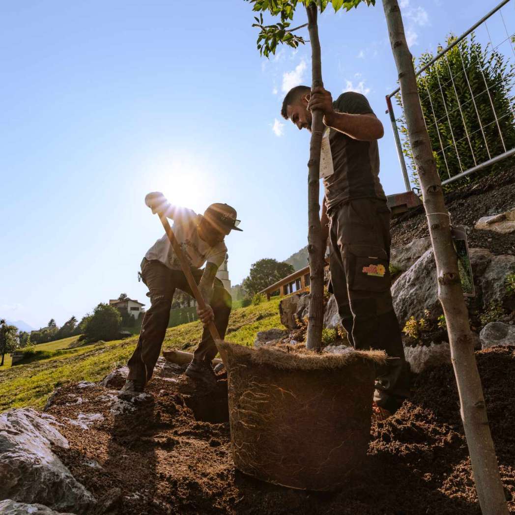 Substrato per la piantagione di alberi tipo 2