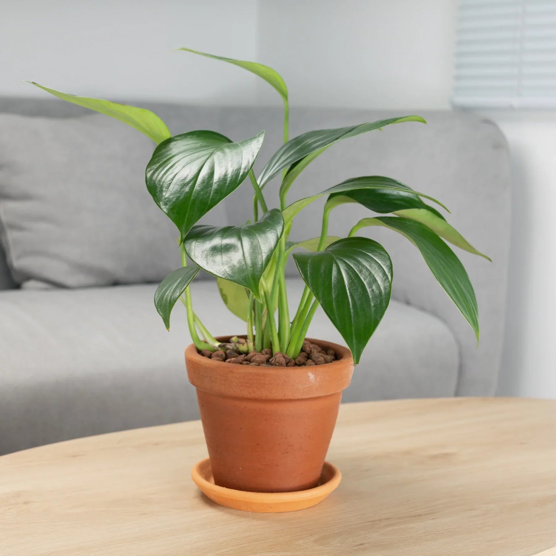 Argilla espansa, marrone, 4-16 mm 