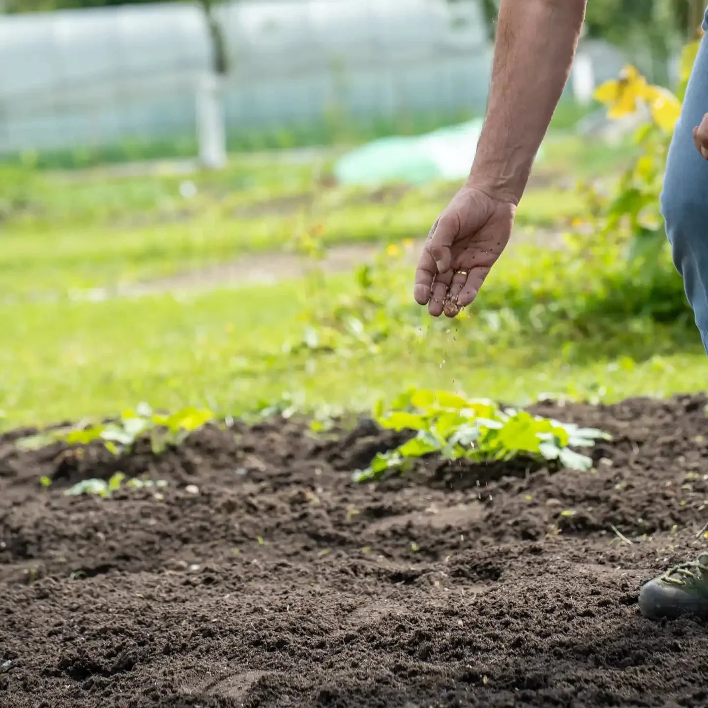 Prato fiorito "Magia floreale"