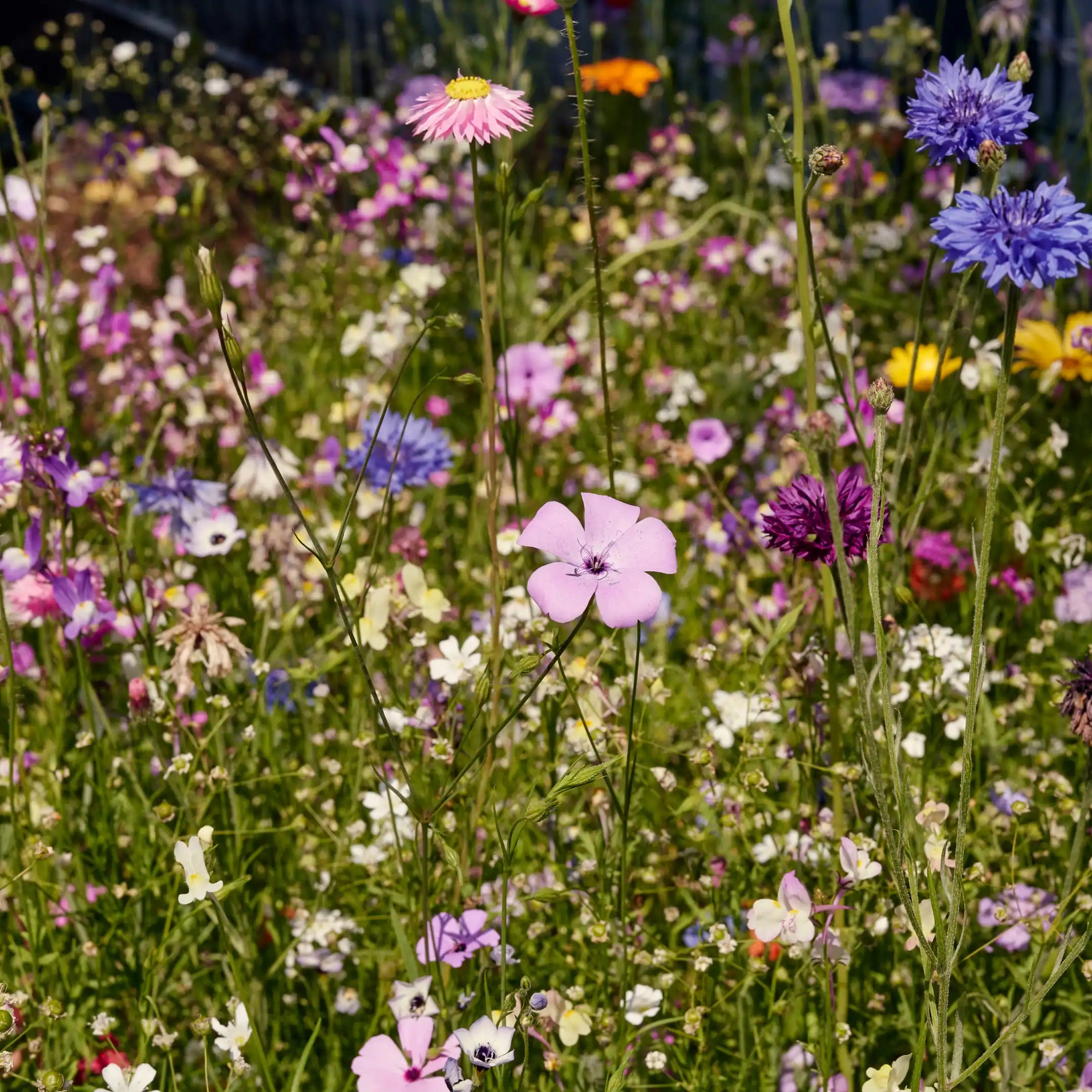 prairie fleurie « Magie florale »