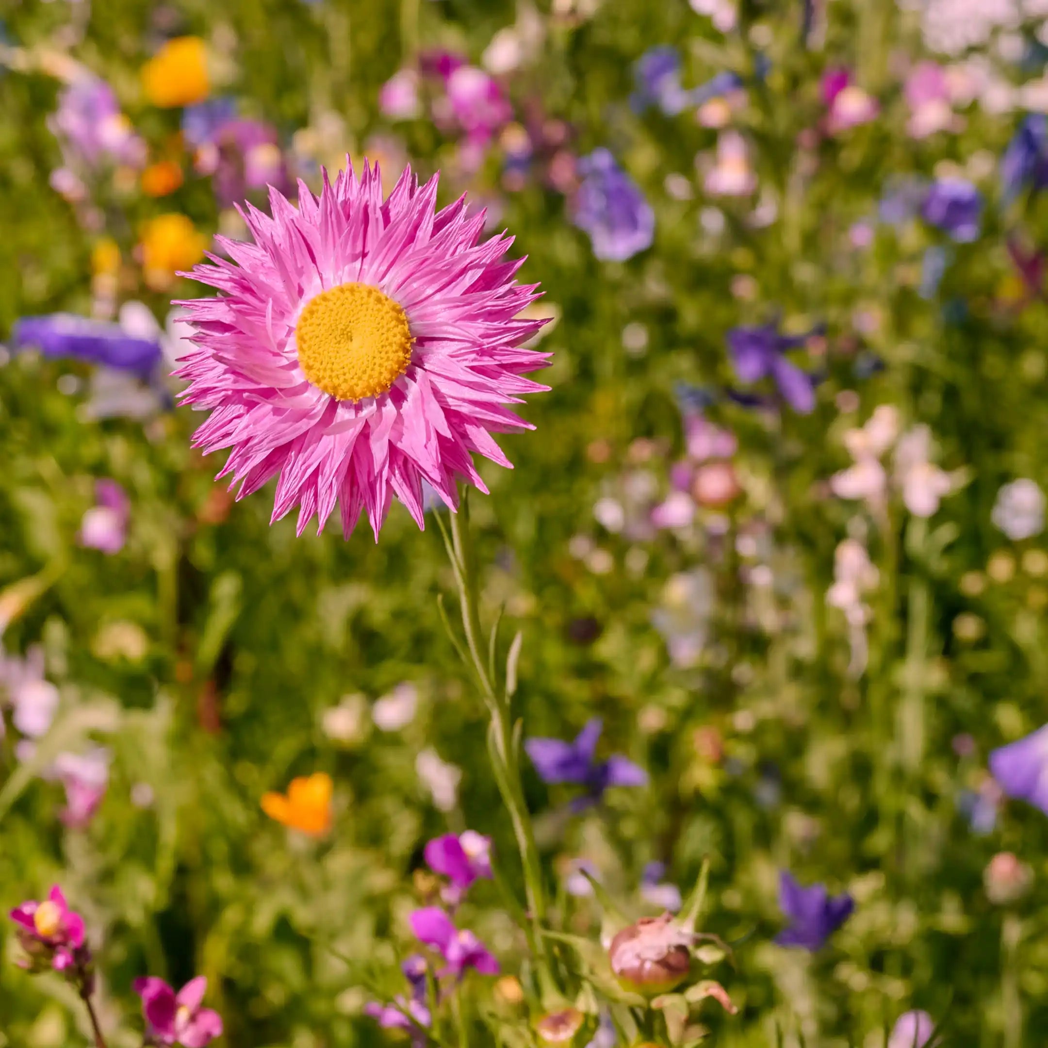 prairie fleurie « Magie florale »