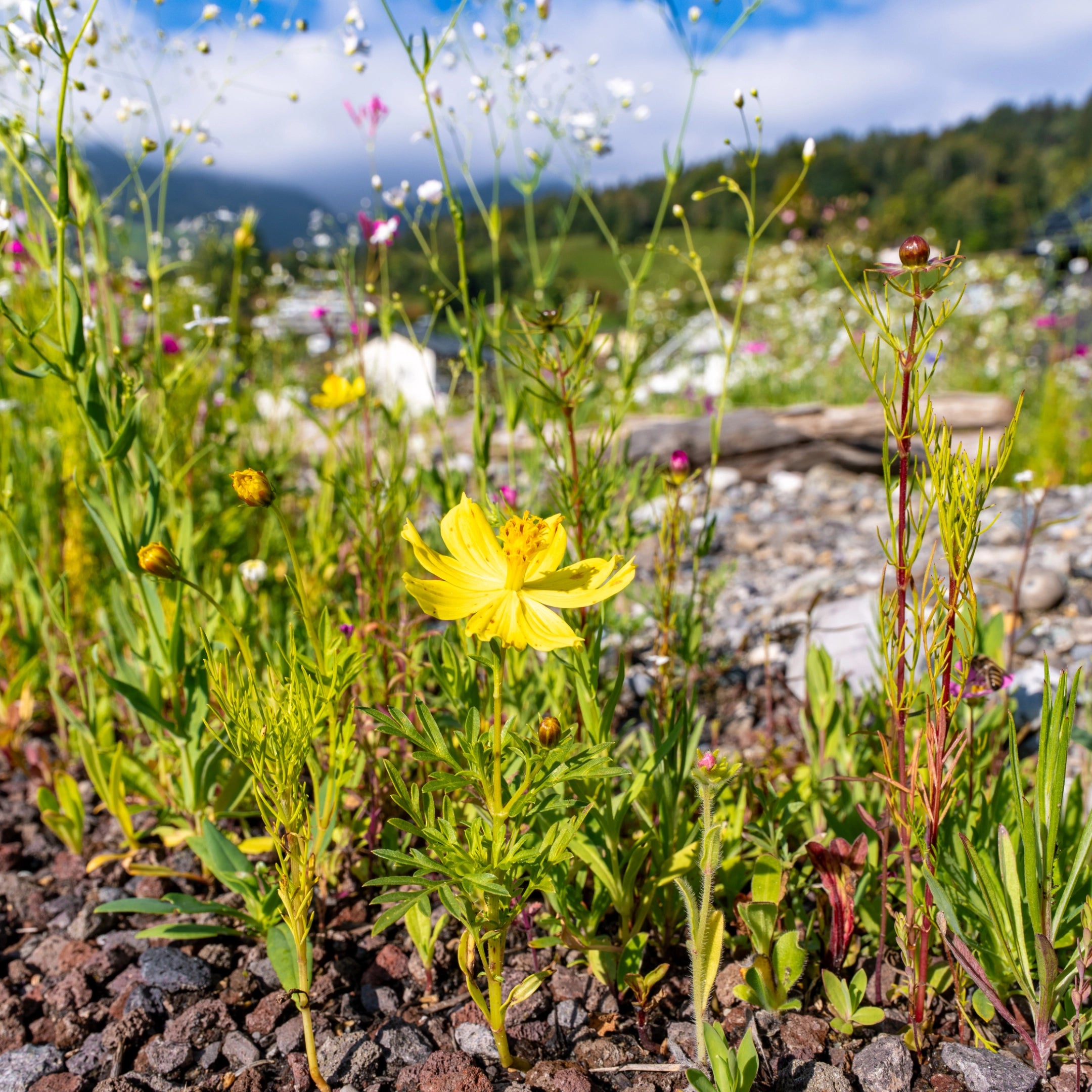 prairie fleurie « Fleurs de rêve »