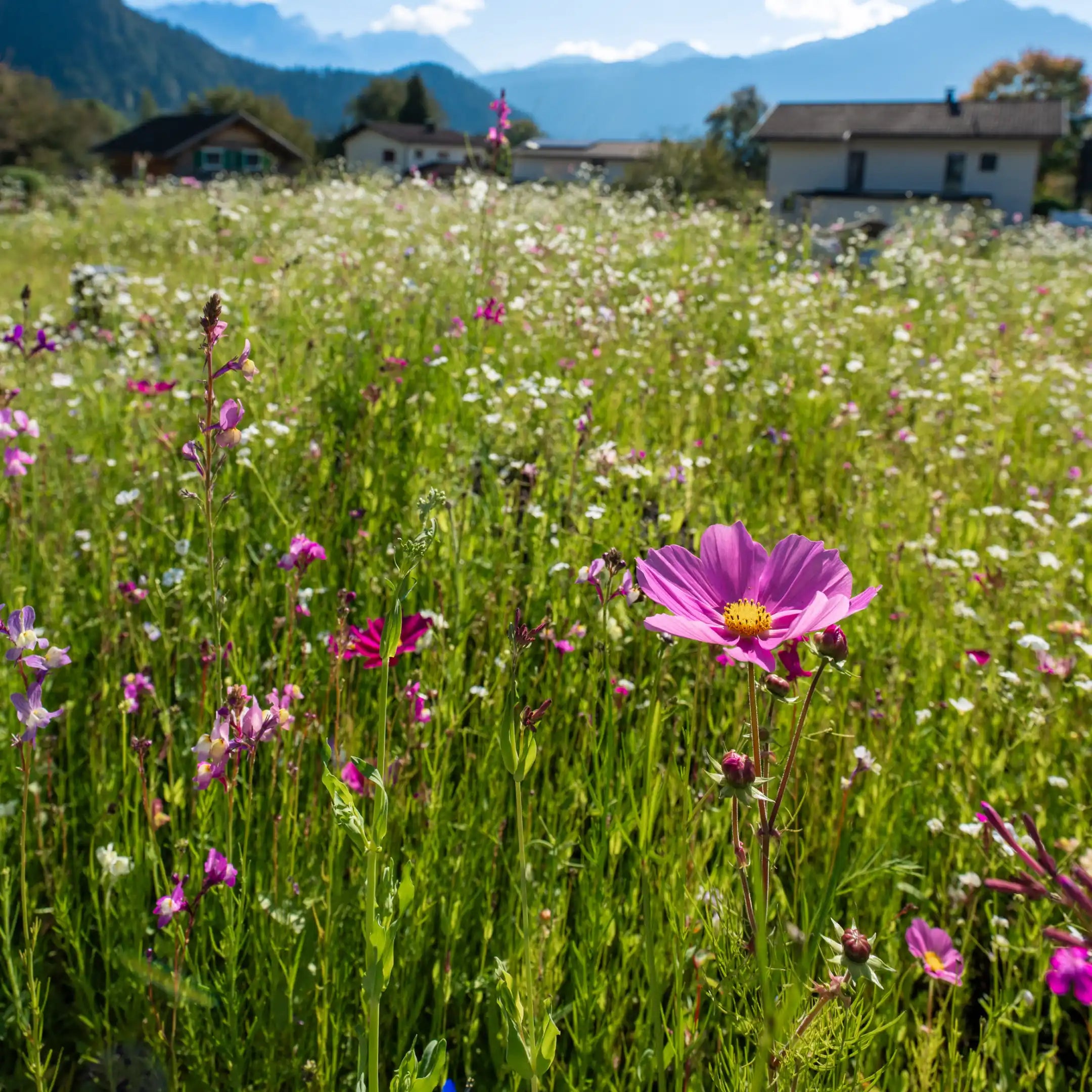 Blumenwiese "Traumblüten"