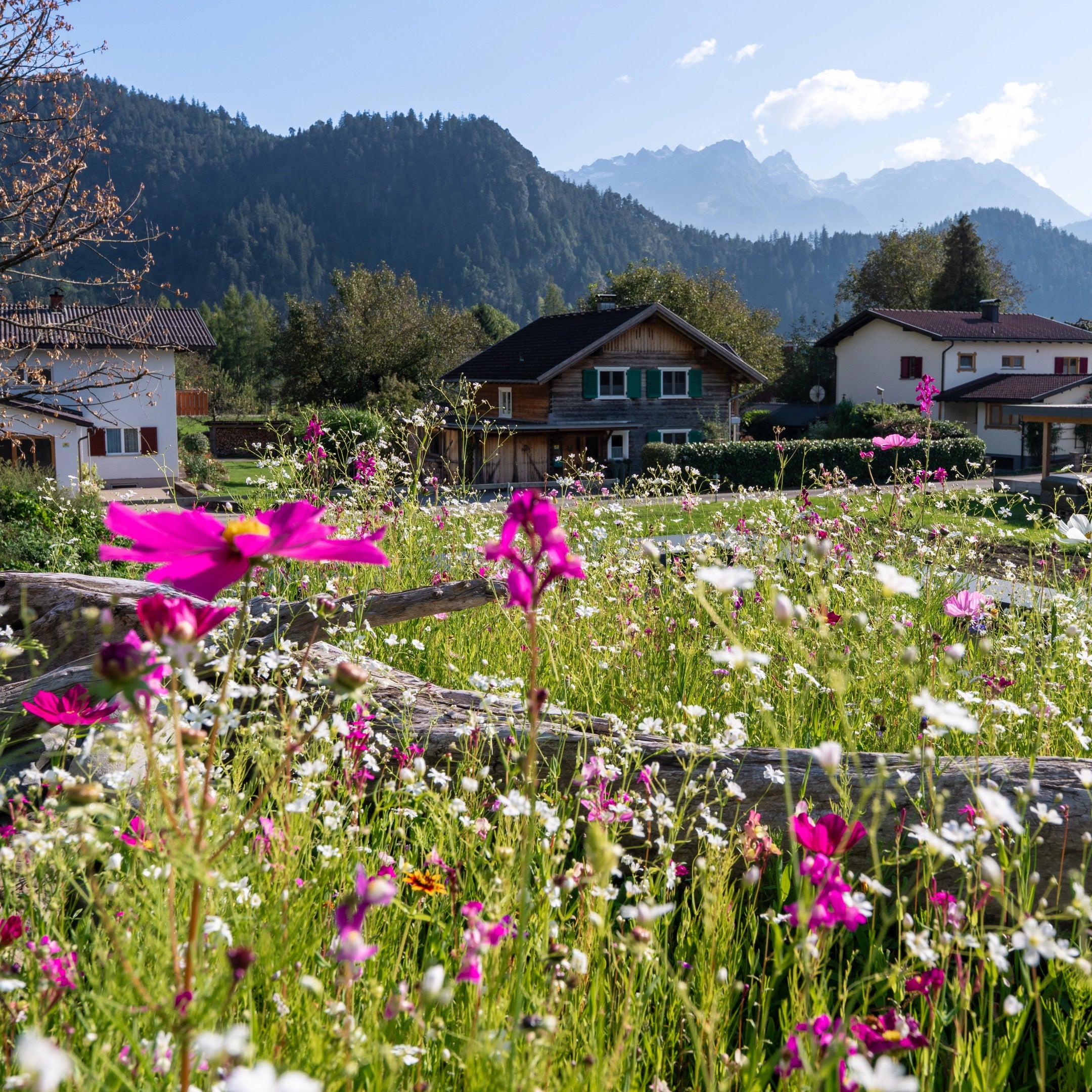 prairie fleurie « Fleurs de rêve »