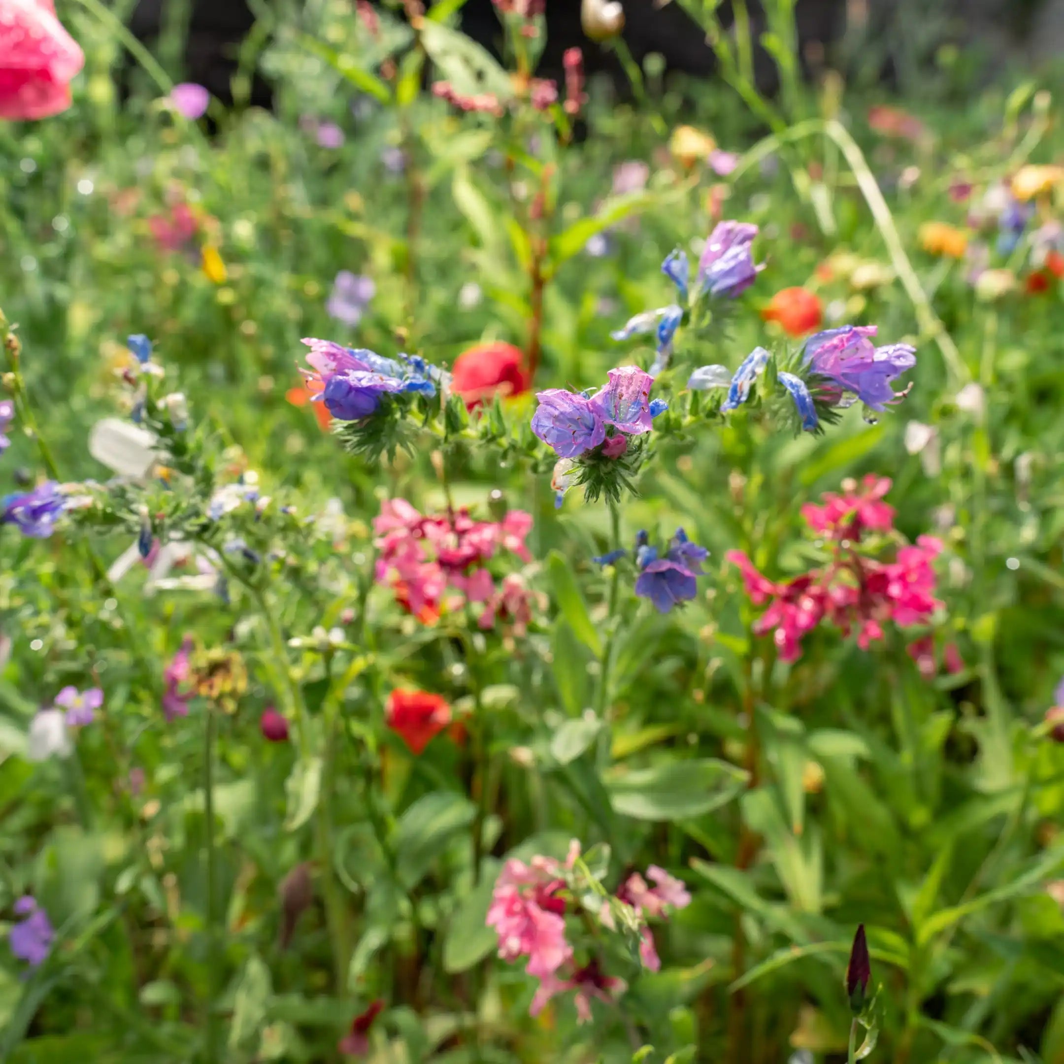 prairie fleurie « Fleurs de rêve »