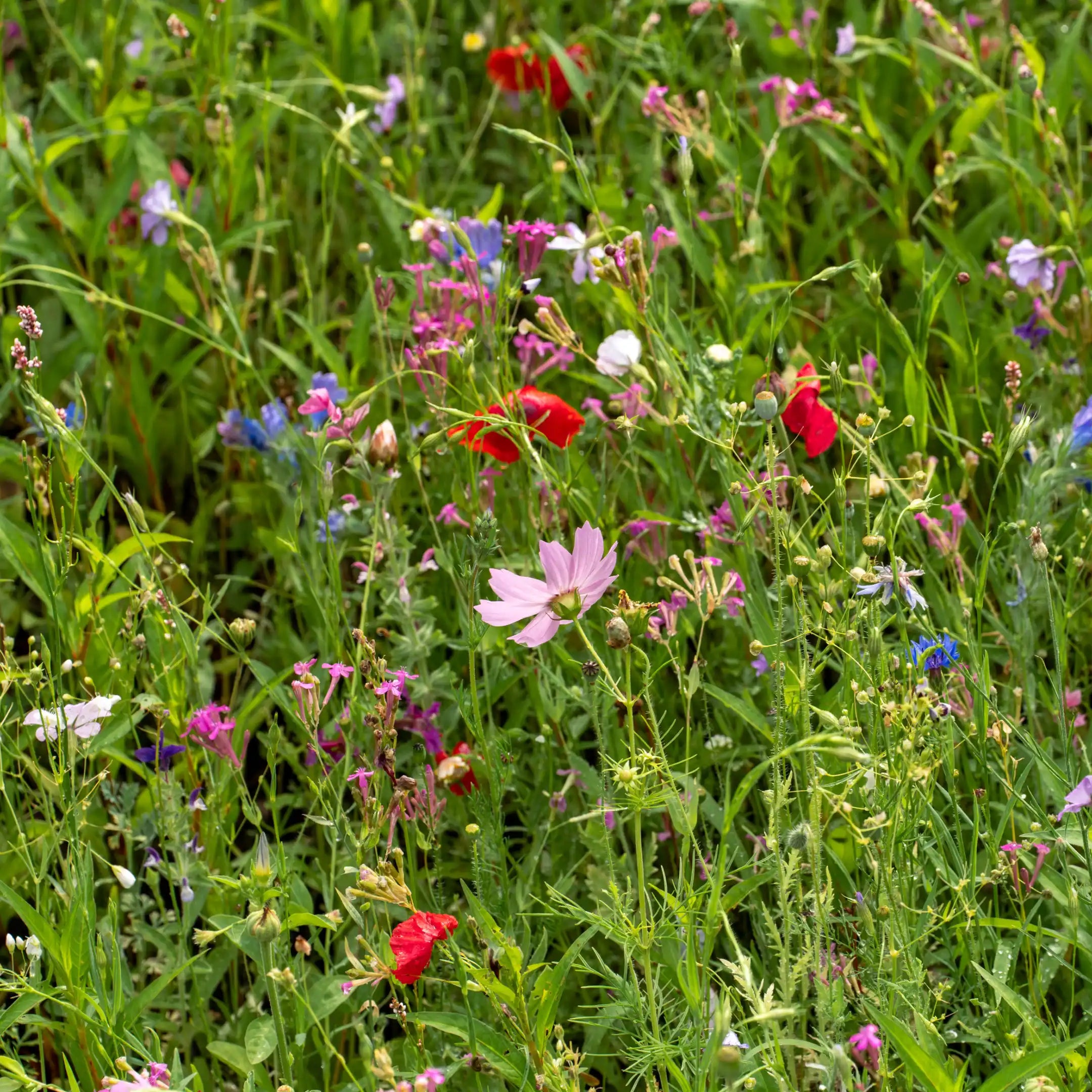 prairie fleurie « Fleurs de rêve »