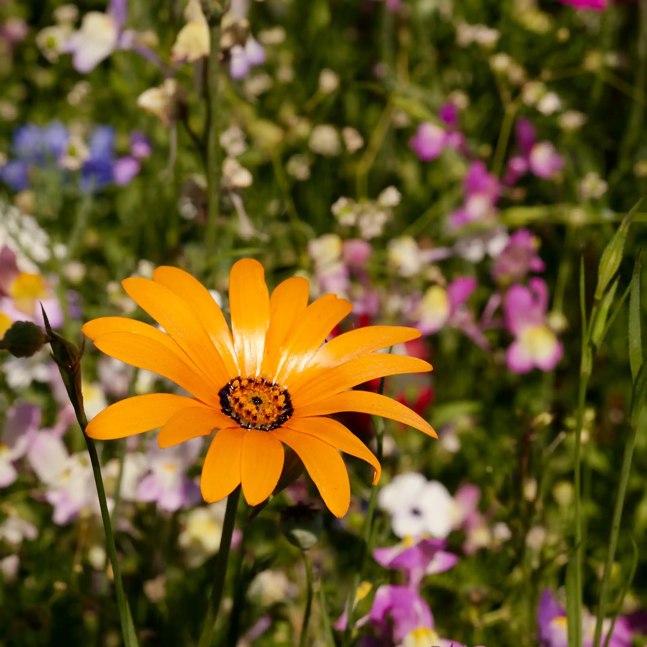 prairie fleurie « Bee Bar »
