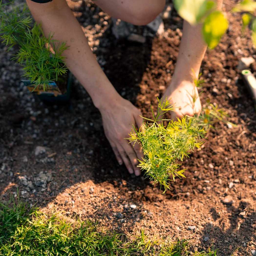 Ammendante attivo del terreno+