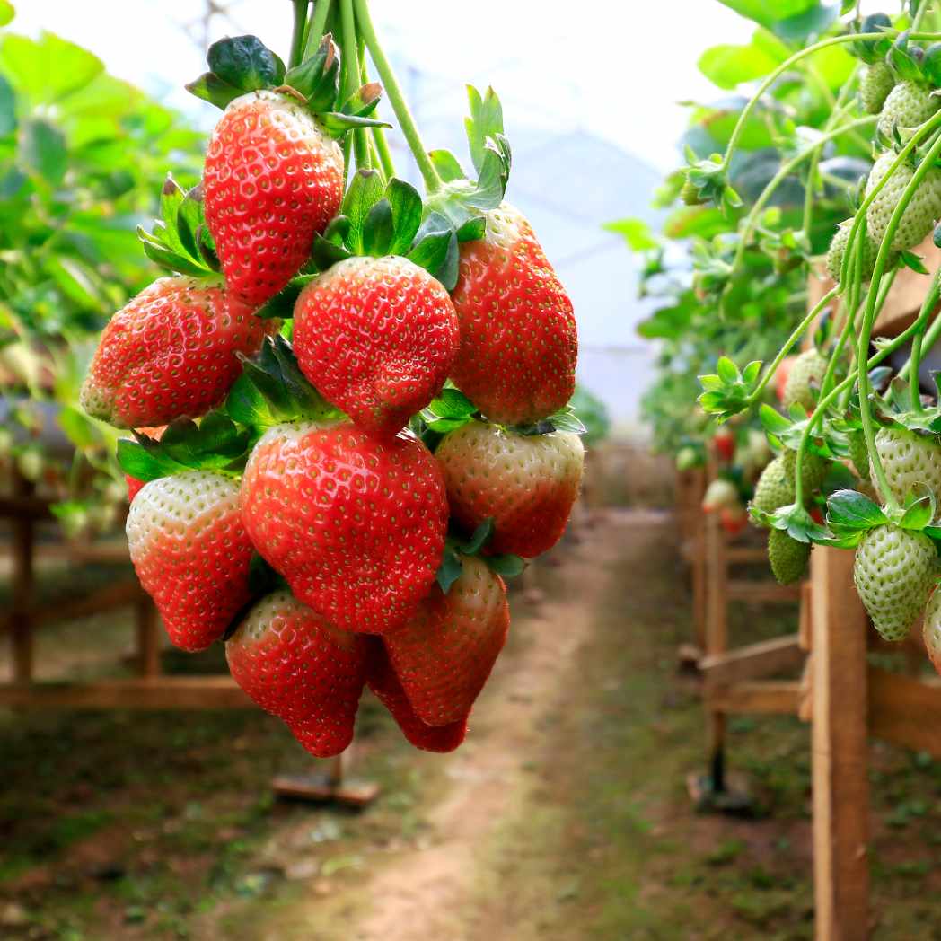 Engrais pour plantes ESCAlibur® 250 ml 