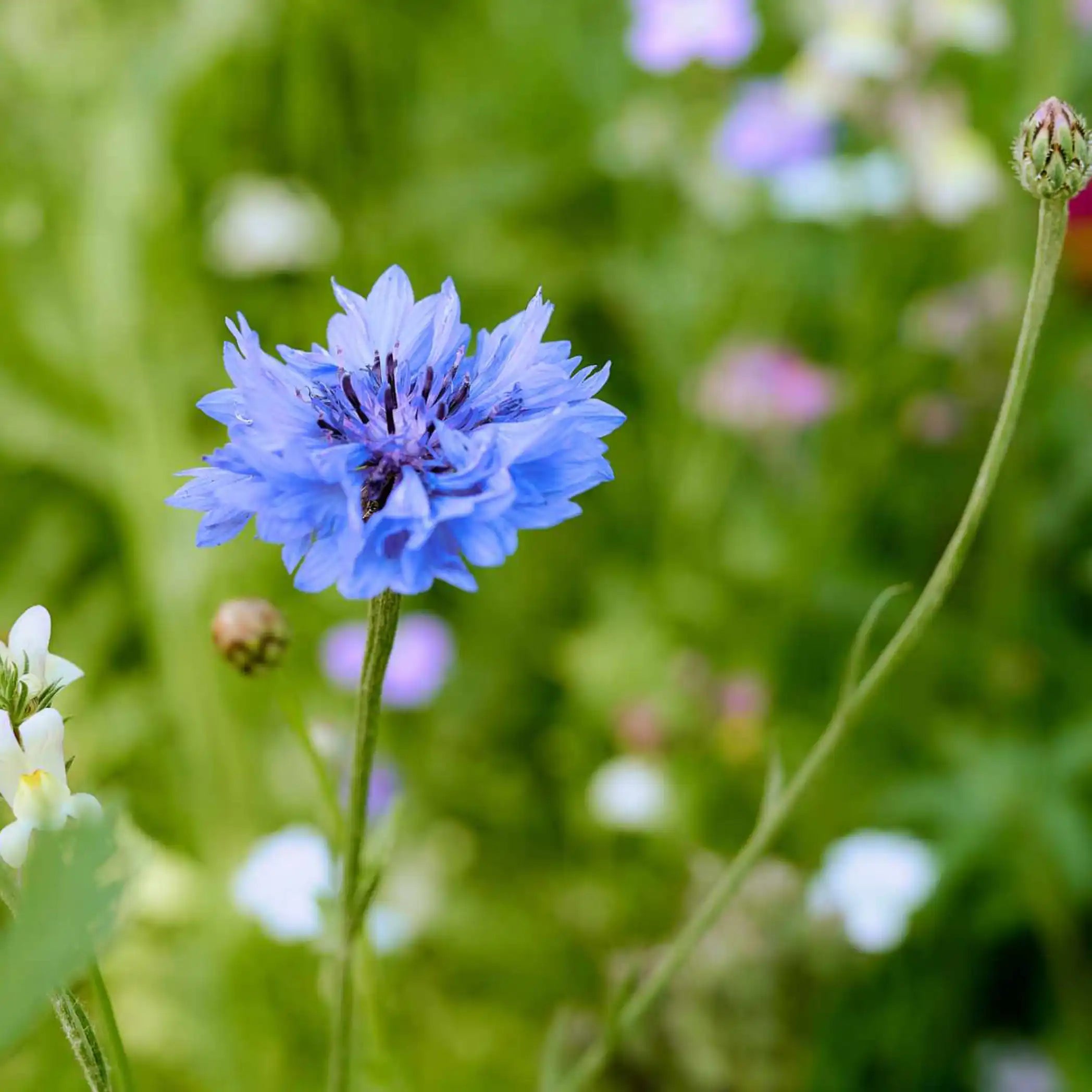 Prato fiorito "Sogno di miele"