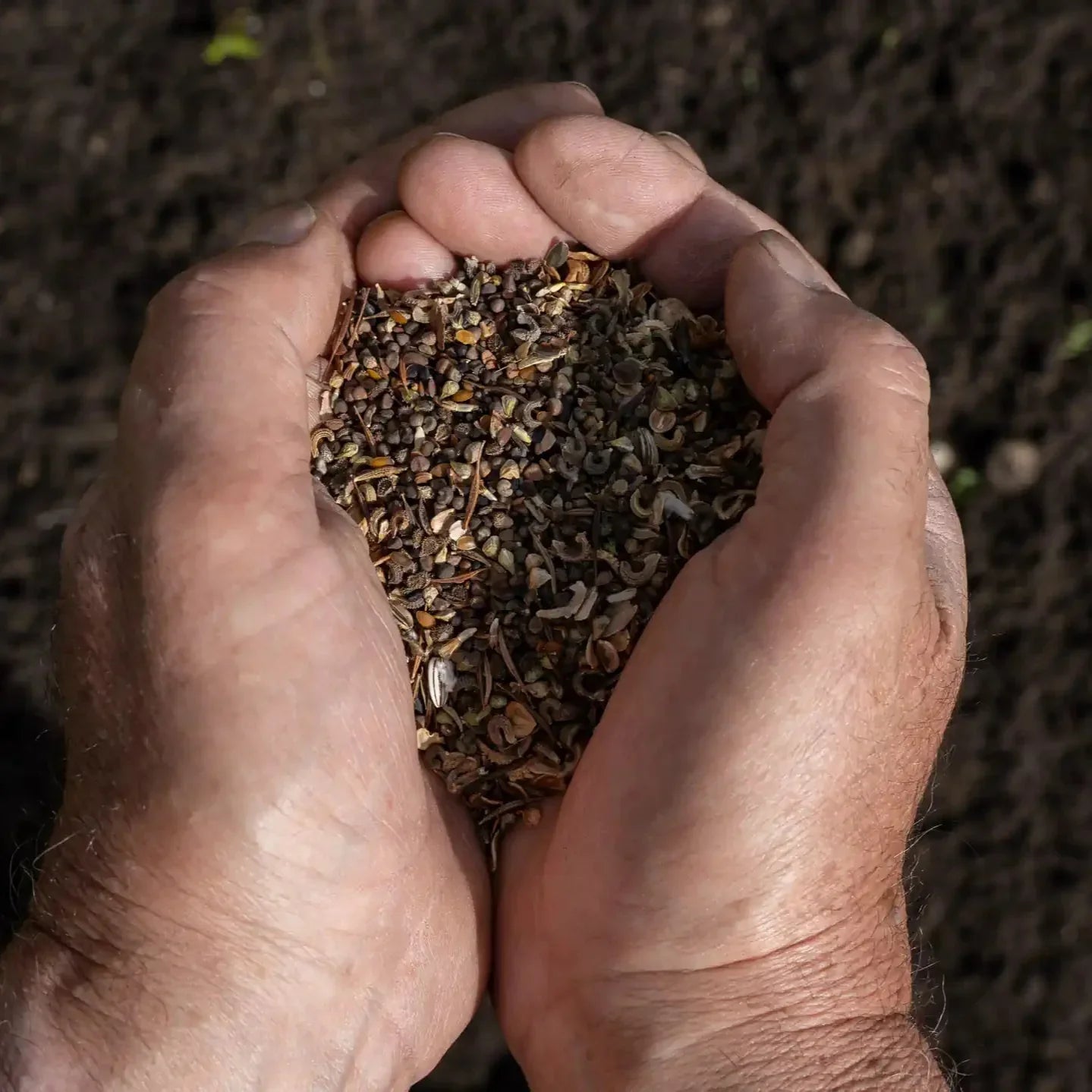 Prato fiorito "Sogno di miele"