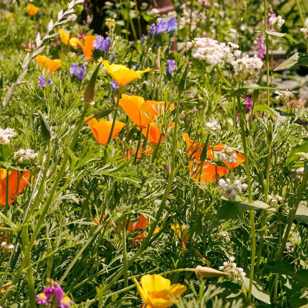 Prato fiorito "Sogno di miele"