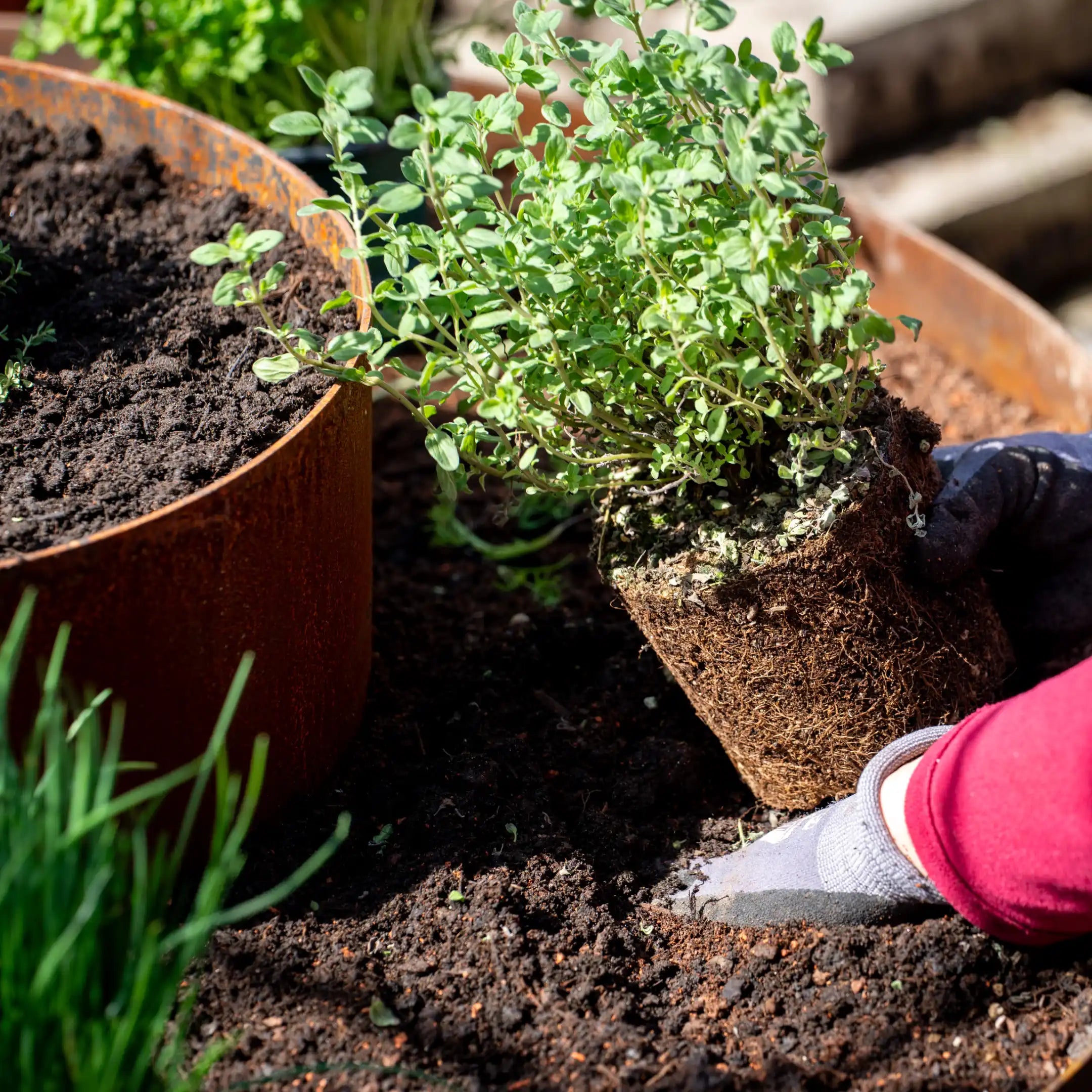 Miscela di semi per erbe aromatiche 