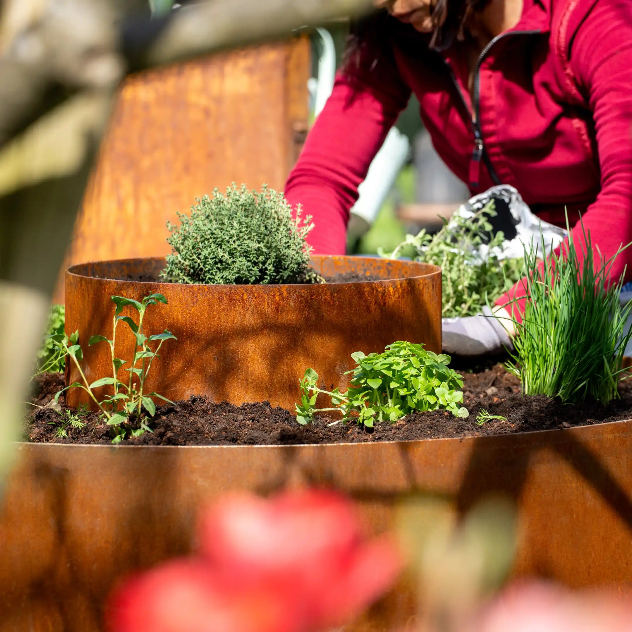 Miscela di semi per erbe aromatiche 