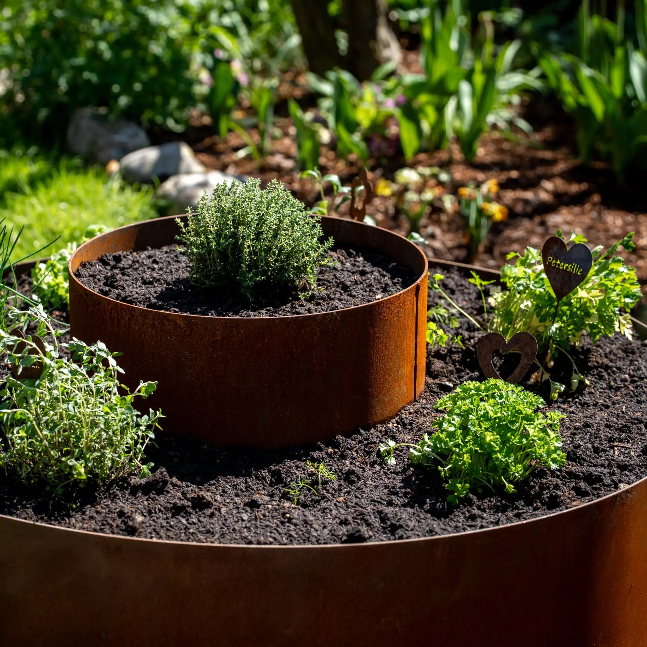 Miscela di semi per erbe aromatiche 