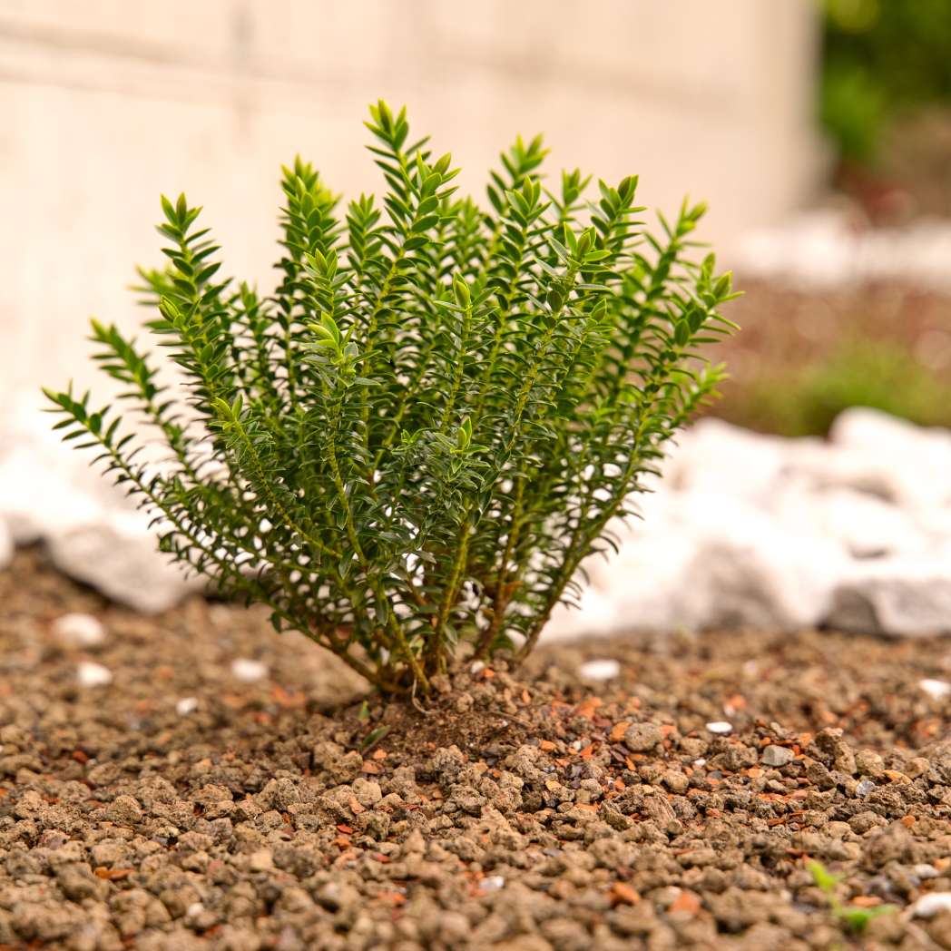 Lave en vrac de 3 à 8 mm