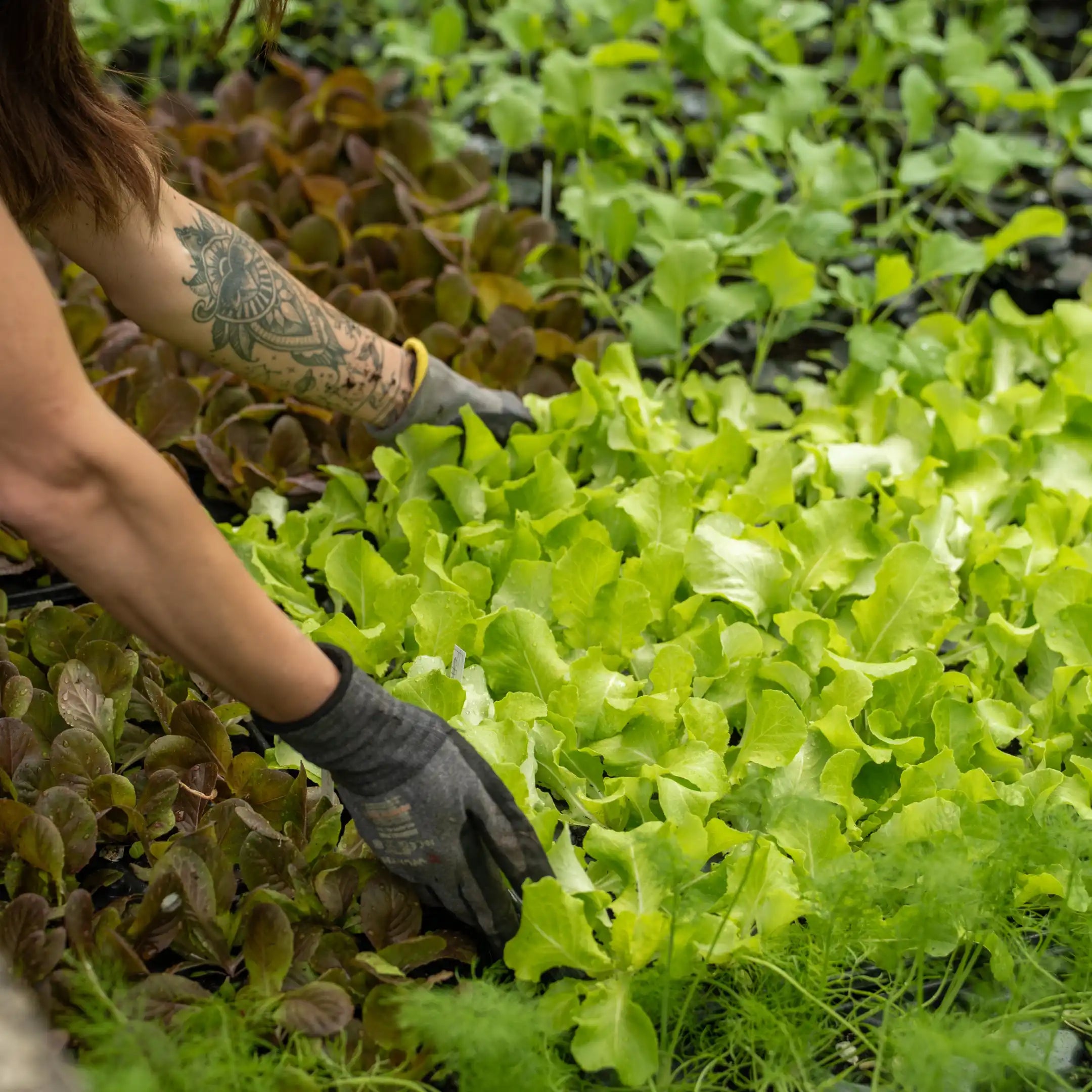 Miscela di semi per erbe aromatiche 