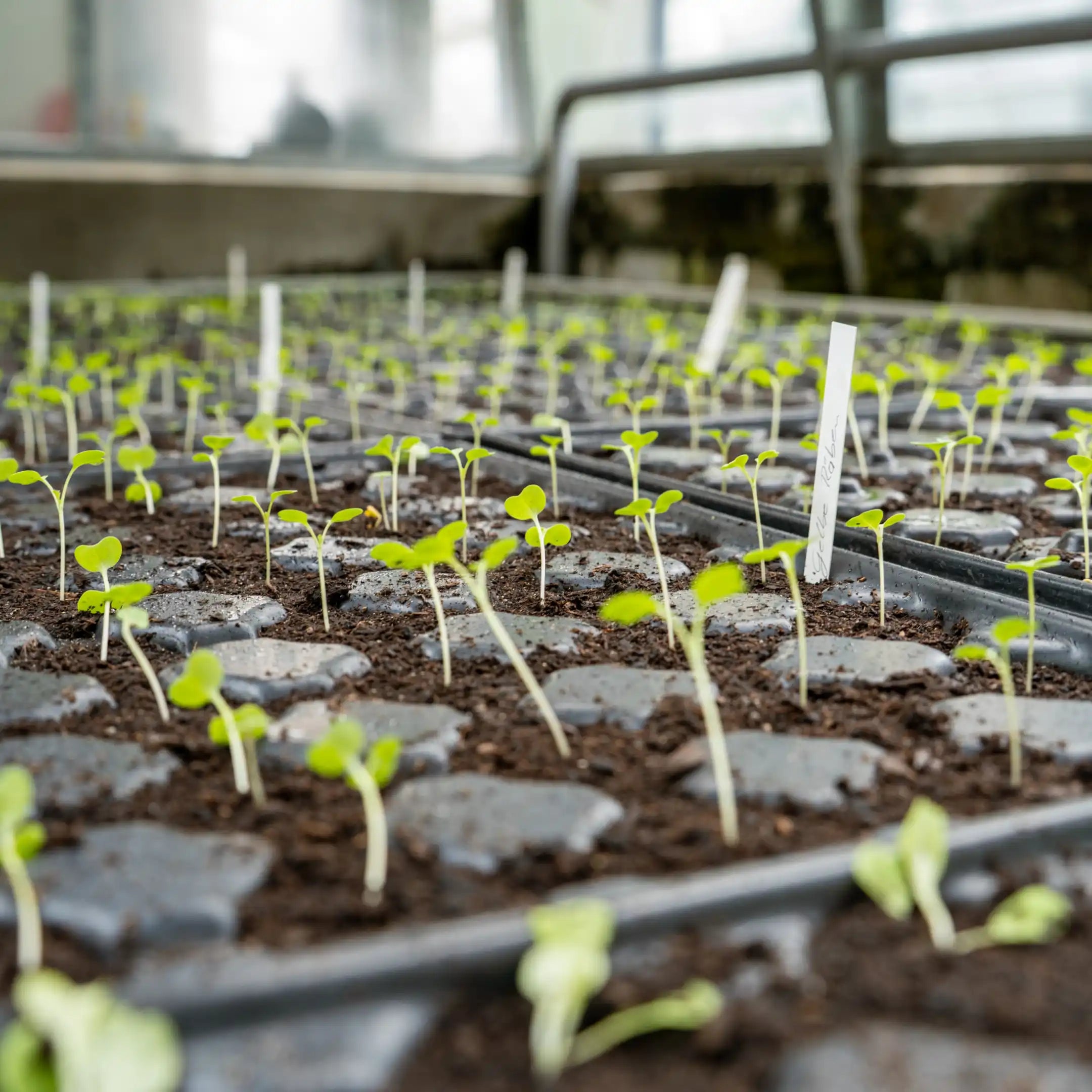 Mélange de semis pour herbes aromatiques 
