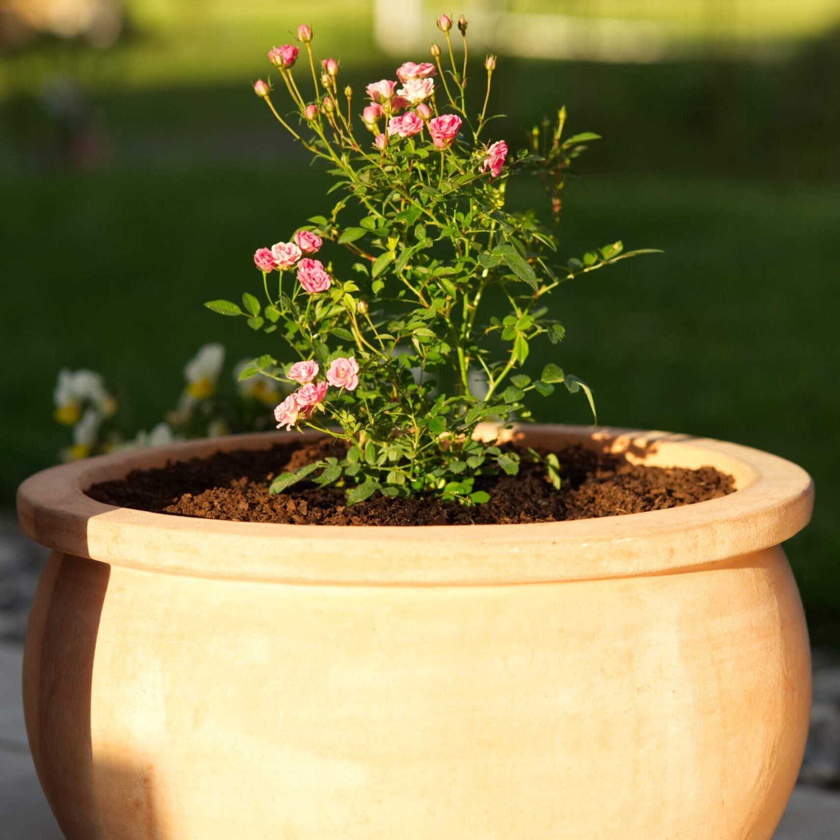 humus di corteccia sciolta