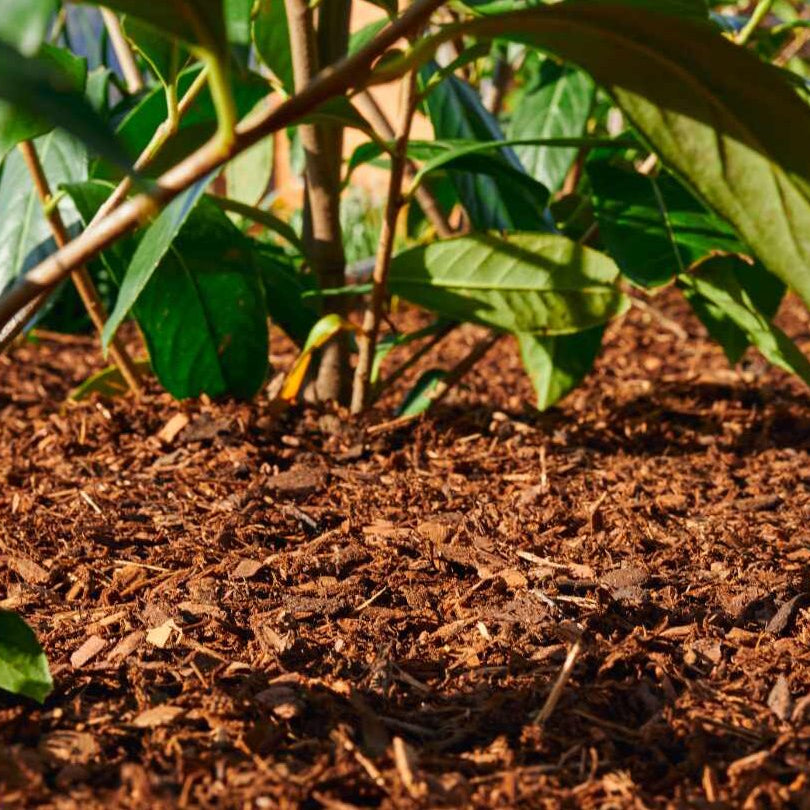 pacciame di corteccia sciolta