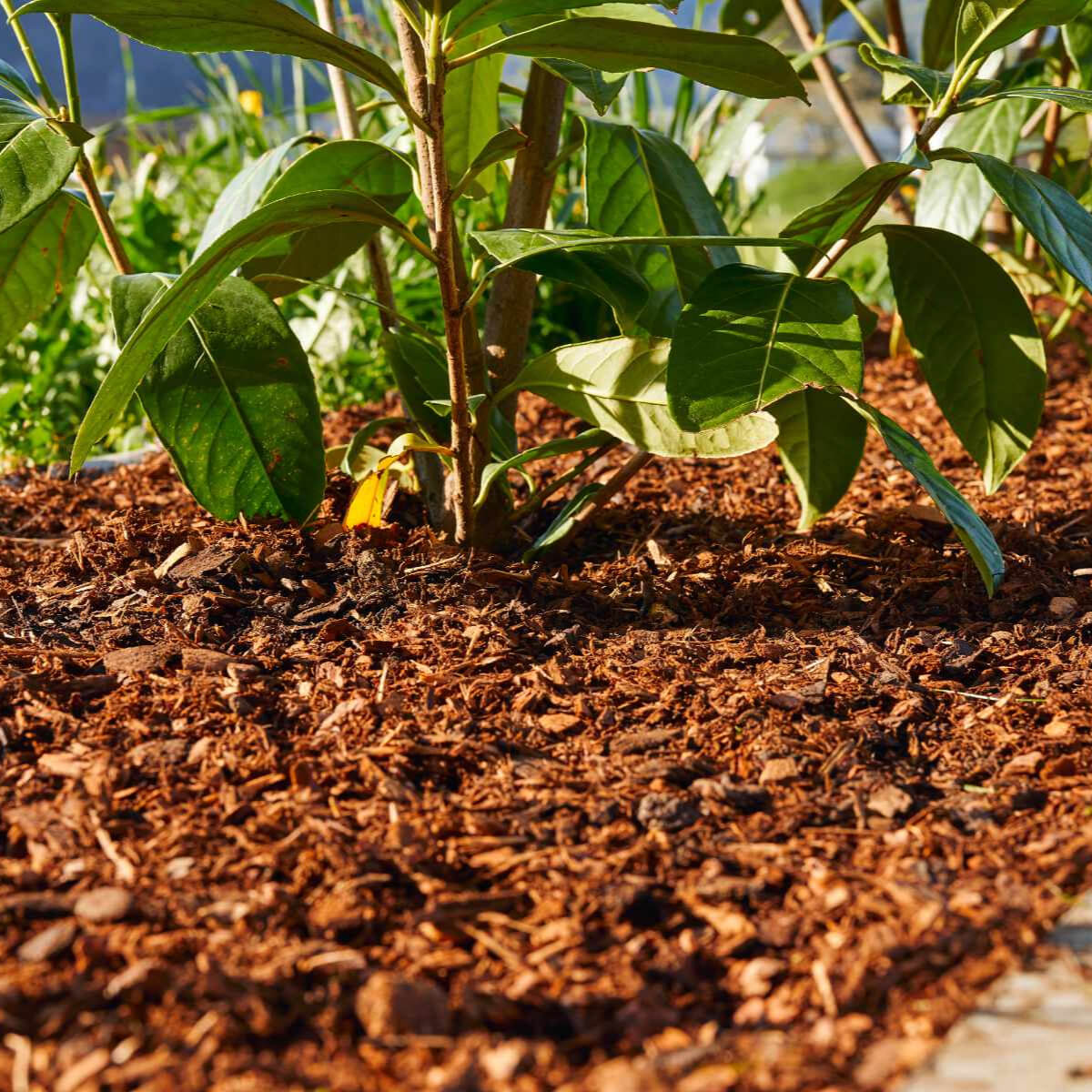 pacciame di corteccia sciolta