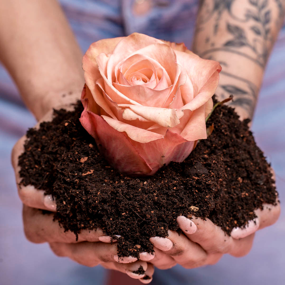Rosenerde von Terre Suisse für volle Blühten.