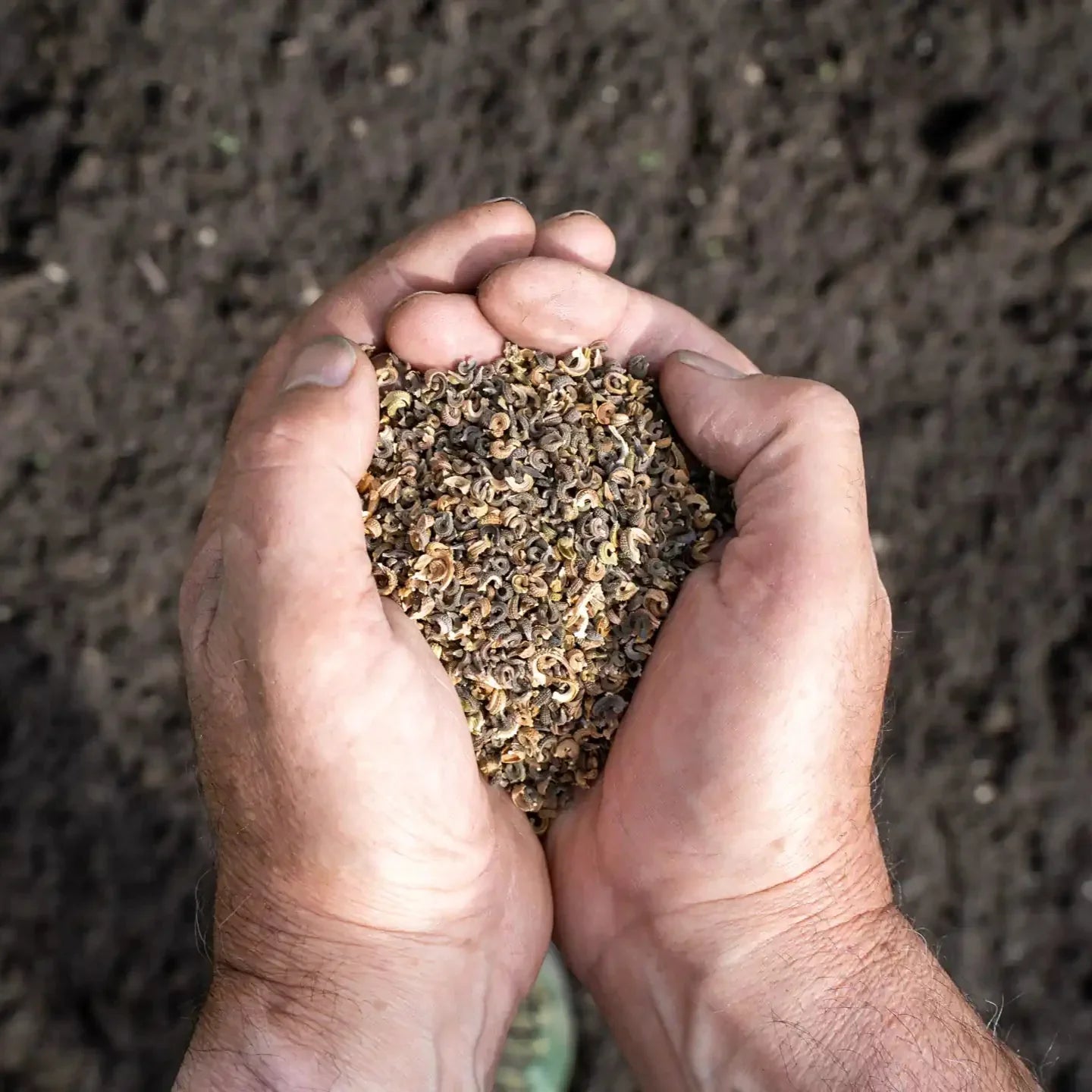 Prairie fleurie « Mer de soleil »
