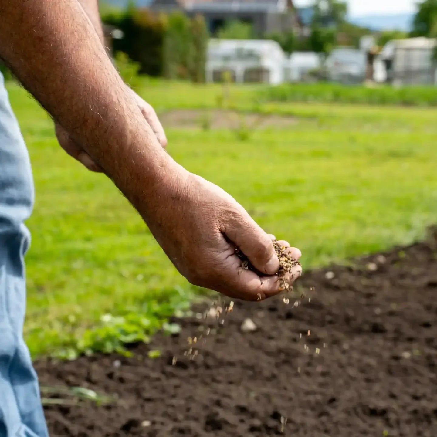 Prairie fleurie « Mer de soleil »