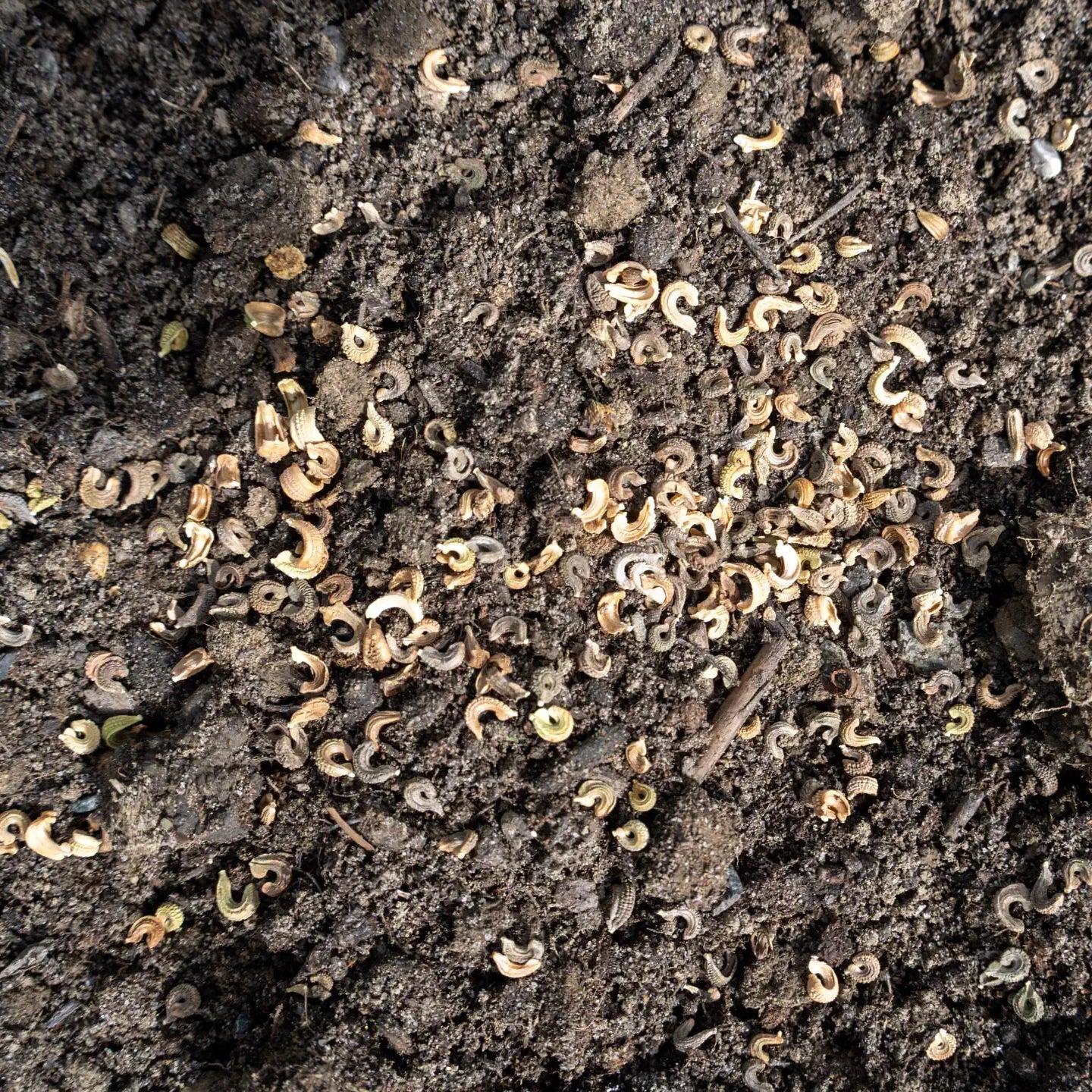 Prairie fleurie « Mer de soleil »