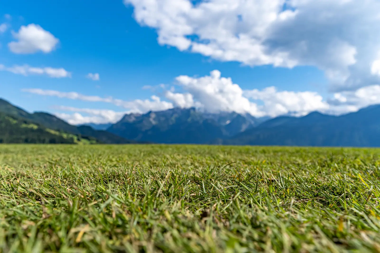 Engrais organique pour pelouse