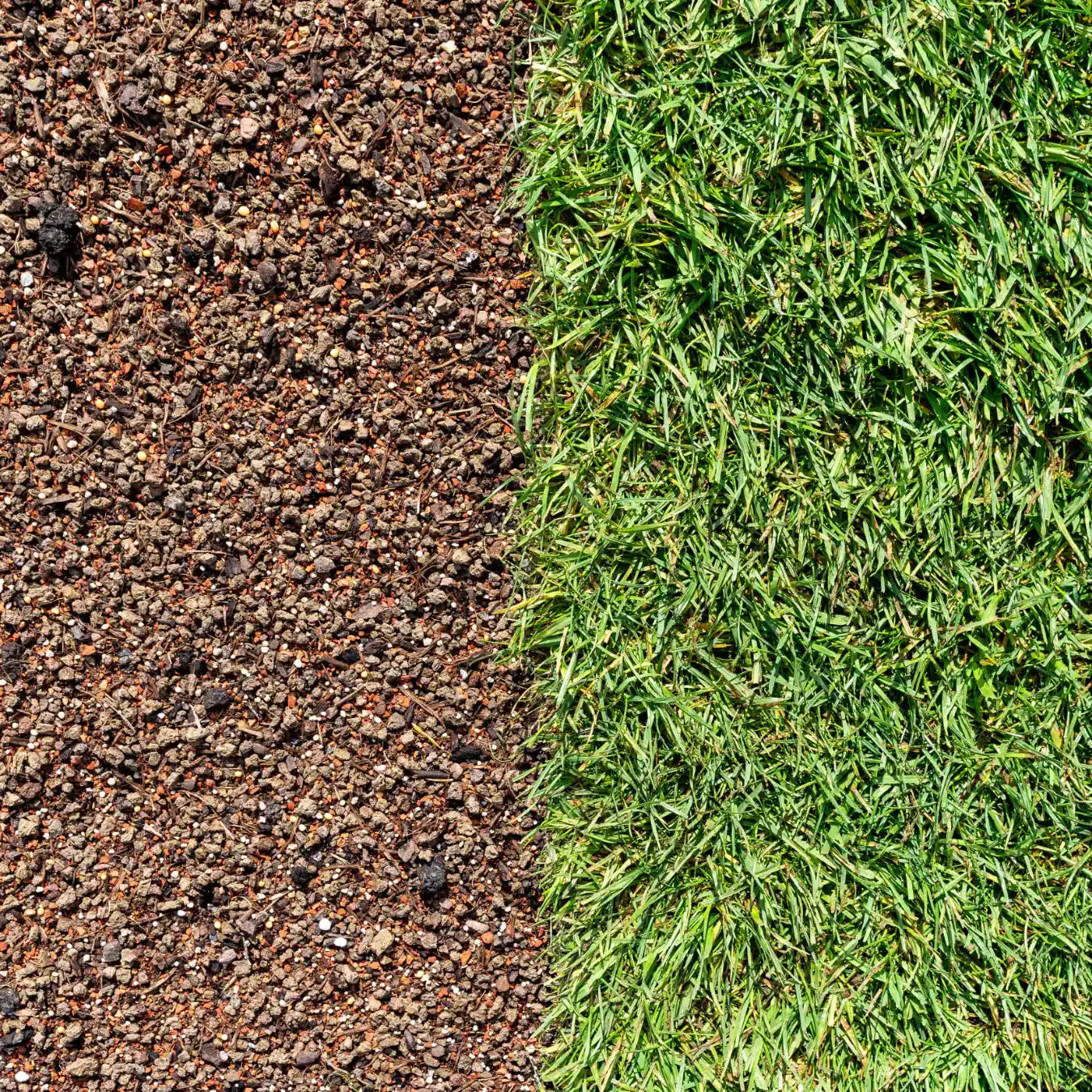 Gazon en rouleaux m² 