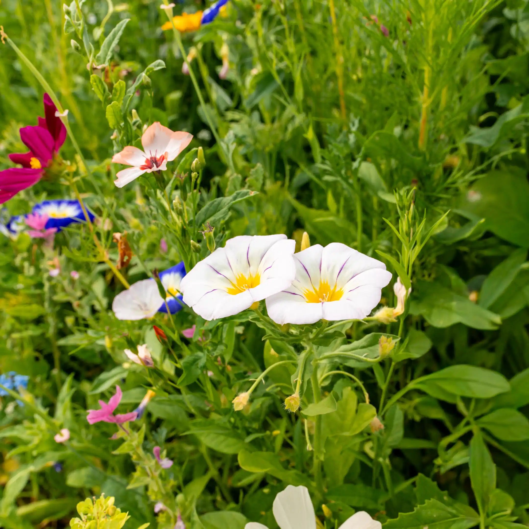prairie fleurie « Fleurs de rêve »