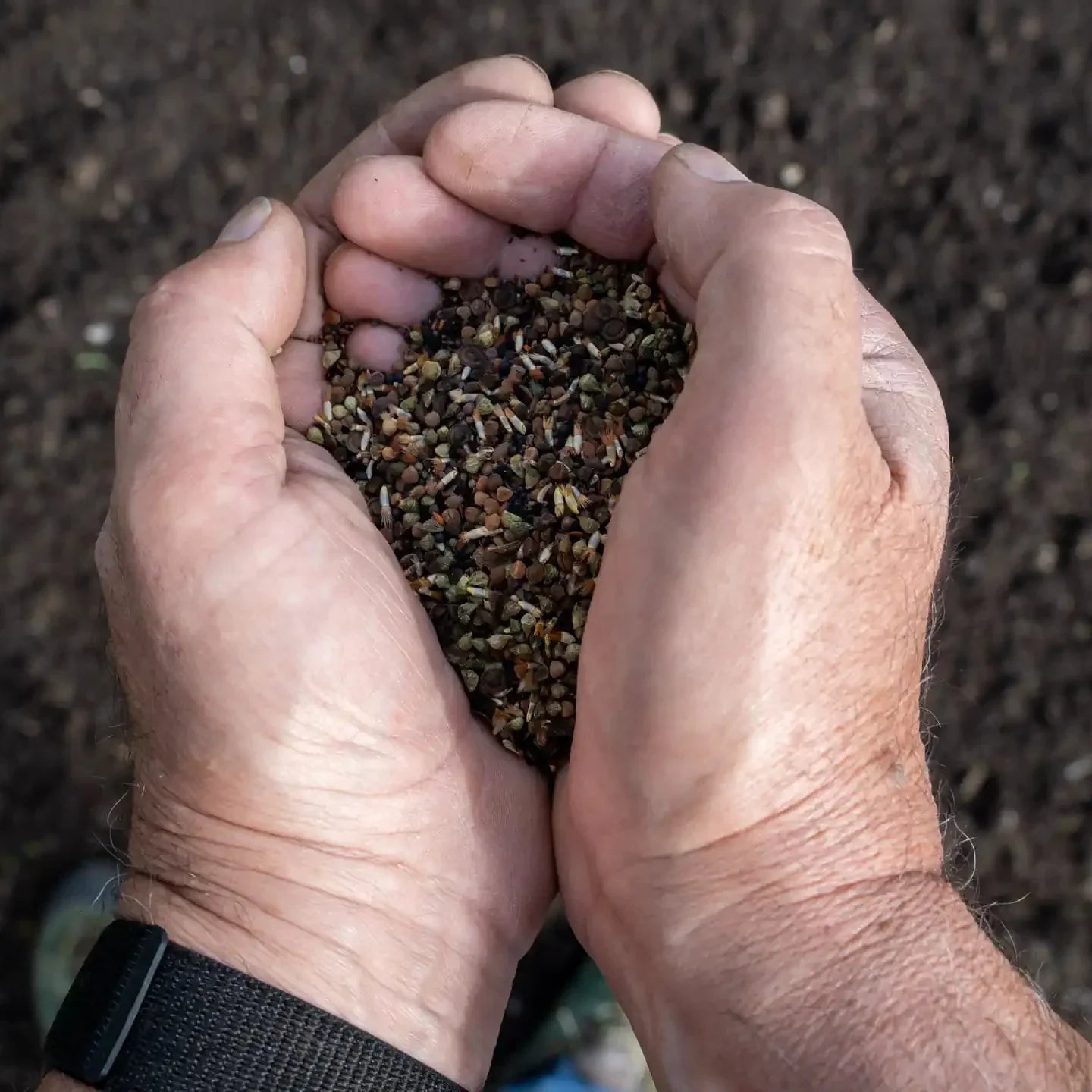 prairie fleurie « Coquelicot entier »