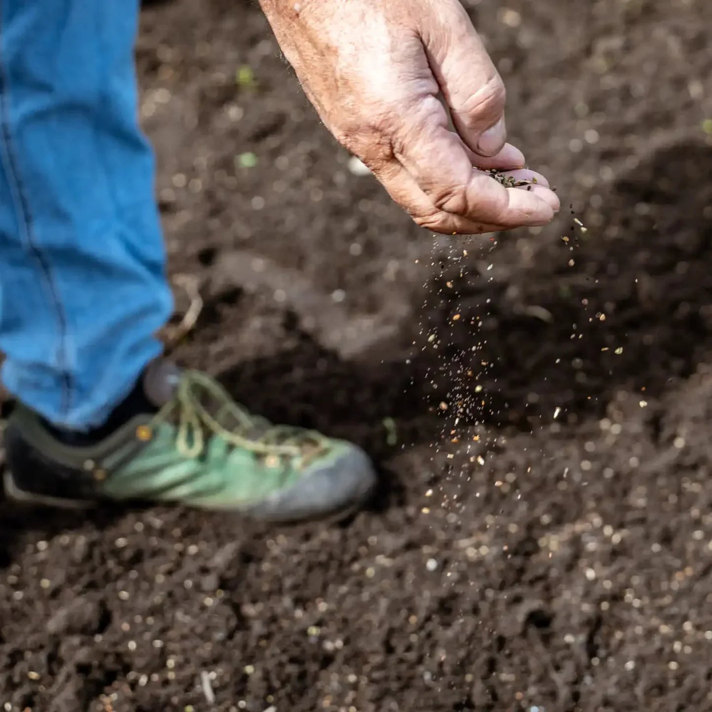 prairie fleurie « Coquelicot entier »