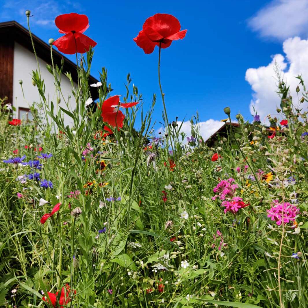 prairie fleurie « Coquelicot entier »