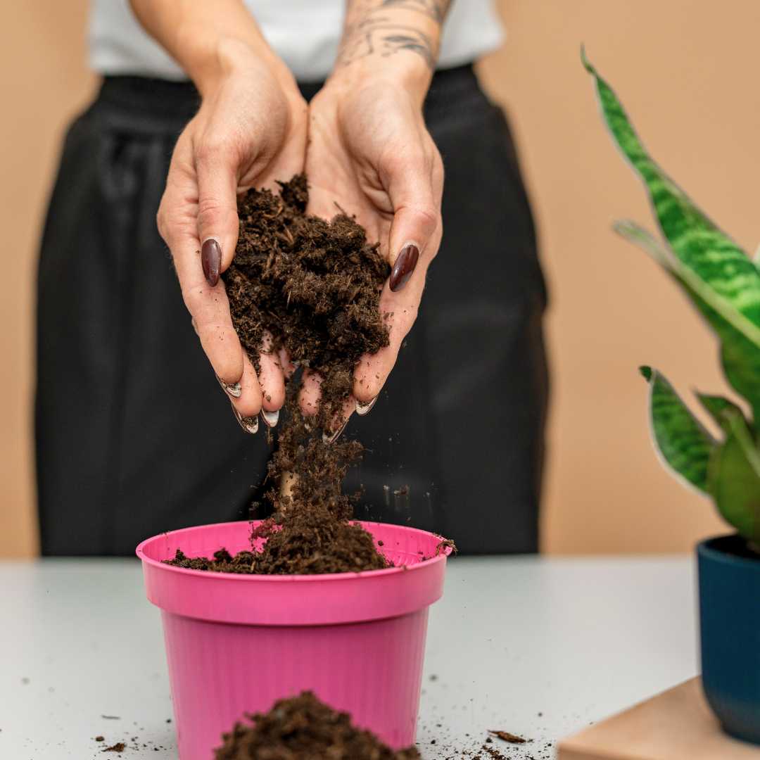 10l di terriccio per piante da appartamento